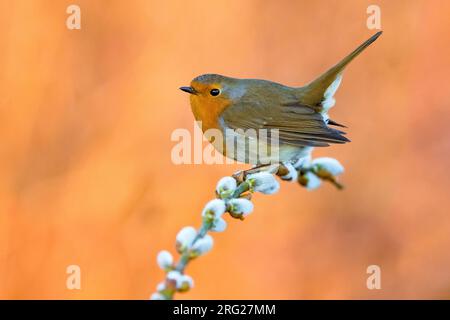 Wintering europeo Robin (Erithacus rubustecula) in Italia. Appollaiato su un piccolo ramoscello su uno sfondo colorato. Foto Stock