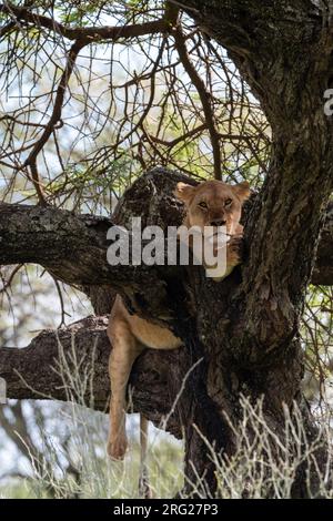 Una leonessa, Panthera leo, poggiata su un ramo d'albero. Ndutu, Ngorongoro Conservation Area, Tanzania. Foto Stock