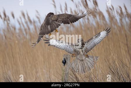 Buzzard comune (Buteo buteo buteo) due uccelli che combattono su una postazione di recinzione a Nivå, Danimarca Foto Stock