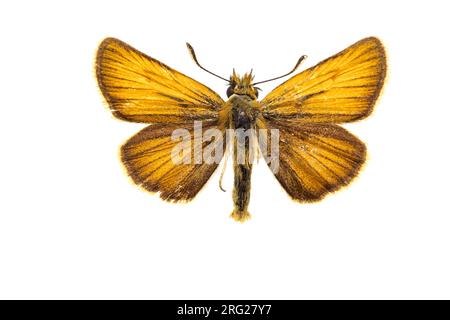 Essex Skipper, Thymelicus lineola Foto Stock