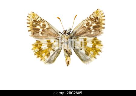 Lo skipper grizzled di Oberthür; Pyrgus armoricanus Foto Stock