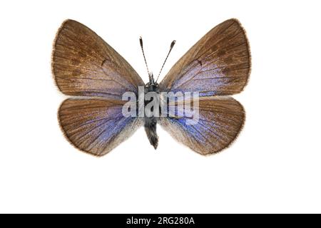 Glaucopsyche alexis, Bloemenblauwtje, Green-Underside Blue Foto Stock