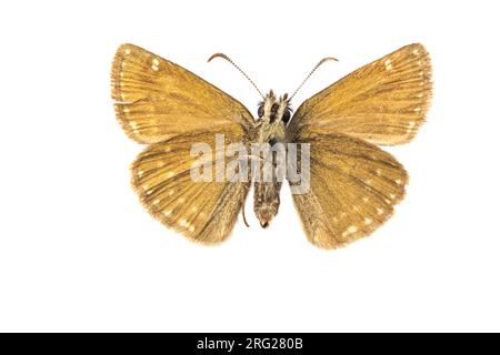 Dingy Skipper, Bruin Dikkopje, Erynnis Tages Foto Stock