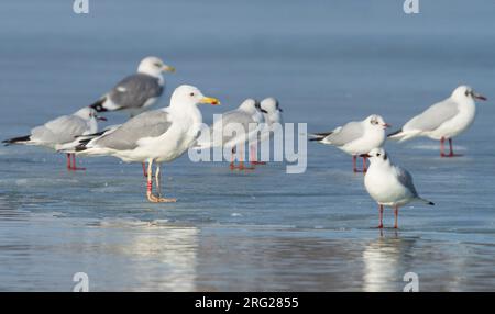 Caspian Gull - Steppenmöwe - Larus cachinnans, Svizzera, per adulti Foto Stock