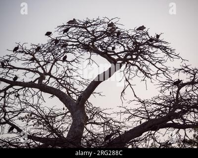 Paesaggio tipico del Gambia. L'albero solitario pieno di uccelli. Foto Stock