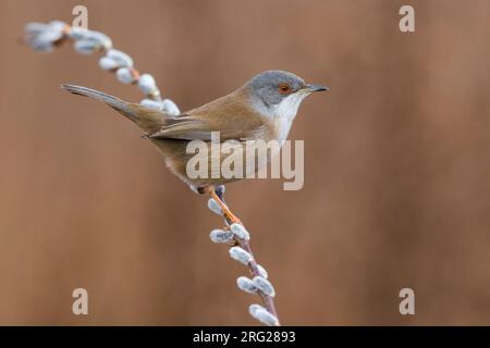 Donna della Warbler sarda (Sylvia melanocephala) in Italia. Foto Stock