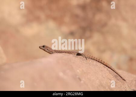 Atlas Day Gecko (Quedenfeldtia trachyblepharus), prendendo il sole su una roccia, con sfondo arancione, in Marocco. Foto Stock