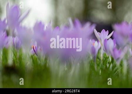 Crocu precoce, Crocus tommasinianus Foto Stock