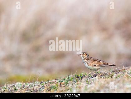 Wood Lark (Lullula arborea) nelle dune di Berkheide, Katwijk, Paesi Bassi. Cantare in piedi per terra. Foto Stock