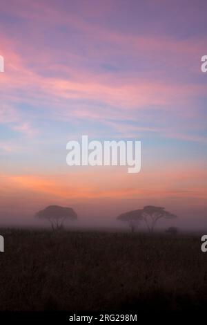 Alba su alberi di acacia. Seronera, Parco Nazionale Serengeti, Tanzania Foto Stock