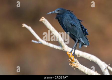 Heron nero (Egretta ardesiaca) seduto su un albero morto a Barragem do Poilao, Santiago, Capo Verde. Foto Stock