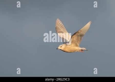 Inverno secondo anno di calendario Islanda Gull (Larus glaucoides) che sorvola il porto artico nel Varangerfjord, Norvegia settentrionale. Foto Stock