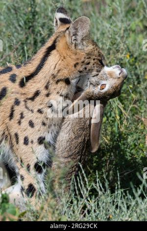 Un serval, Leptailurus serval, a caccia di lepre. Ndutu, Ngorongoro Conservation Area, Tanzania Foto Stock