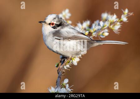 Warbler sardo (Sylvia melanocephala), vista laterale di un maschio leucaristico arroccato su una branca di Blackthorn, Campania, Italia Foto Stock