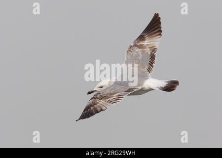 Gabbiano del Caspio; Caspian Gull: Larus cachinnans cachinnans Foto Stock