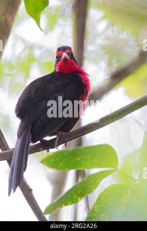Maschio Rosy Thrush-Tanager (Rhodinocichla rosea) arroccato su un ramo di una foresta pluviale a Panama. Conosciuto anche come Thrush-tanager con petto di rosa. Foto Stock