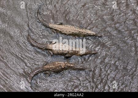Tre coccodrilli americani, Crocodylus acutus, affiancati in un fiume fangoso. Fiume Tarcoles, Parco Nazionale Carara, Costa Rica. Foto Stock