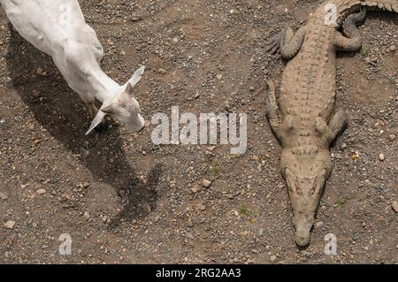 Vista dall'alto di una mucca che cammina vicino ad un coccodrillo americano, Crocodylus acutus. Fiume Tarcoles, Parco Nazionale Carara, Costa Rica. Foto Stock