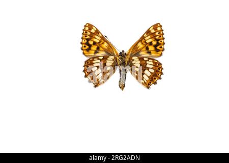 Duca di Borgogna Fritillary, Sleutelbloemvlinder, Hamearis lucina Foto Stock