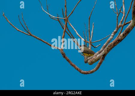 Un kingbird tropicale, Tyrannus melancholicus, che si aggirano in un albero. Penisola di OSA, Costa Rica. Foto Stock