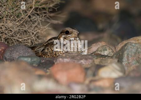 Rosso Colli - Nightjar Rothalsziegenmelker - Caprimulgus ruficollis, Marocco Foto Stock