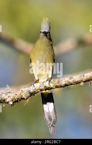 Femmina a coda lunga Silky-flycatcher (Ptiliogonys caudatus) arroccato su un ramo di una foresta pluviale a Panama. Foto Stock
