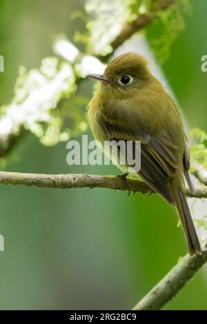 Flycatcher giallastro (Empidonax flavescens) arroccato su un ramo di una foresta pluviale a Panama. Foto Stock