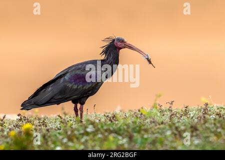 Northern Bald Ibis (Geronticus eremita), alias Hermit Ibis o Waldrapp, seduto nel terreno di riproduzione di Tamri, Marocco. Foto Stock
