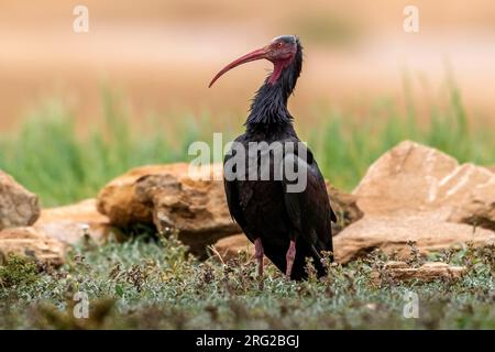 Northern Bald Ibis (Geronticus eremita), alias Hermit Ibis o Waldrapp, seduto nel terreno di riproduzione di Tamri, Marocco. Foto Stock
