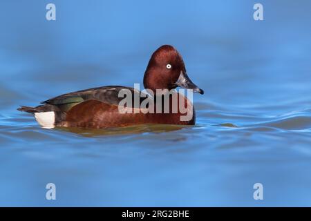 Anatra ferruginosa maschile (Aythya nyroca) che nuota su un lago in Italia. Foto Stock