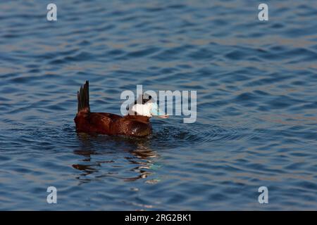 Maschio Ruddy Duck (Oxyura jamaicensis jamaicensis) che chiama Starrevaart, Paesi Bassi. Uccelli acquatici fuggiti. Foto Stock