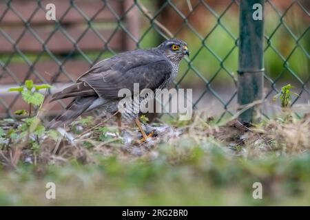 Femmina eurasiatica Sparrowhawk (Accipiter nisus) su una preda a Sterrebeek, Vlaams Brabant, Belgio. Foto Stock