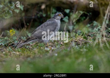 Femmina eurasiatica Sparrowhawk (Accipiter nisus) su una preda a Sterrebeek, Vlaams Brabant, Belgio. Foto Stock