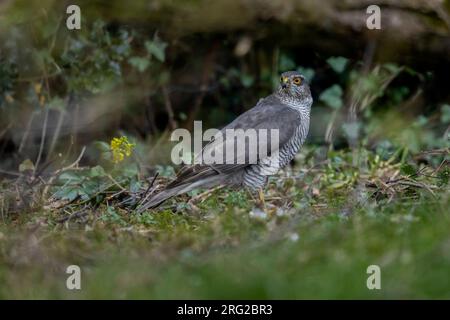 Femmina eurasiatica Sparrowhawk (Accipiter nisus) su una preda a Sterrebeek, Vlaams Brabant, Belgio. Foto Stock