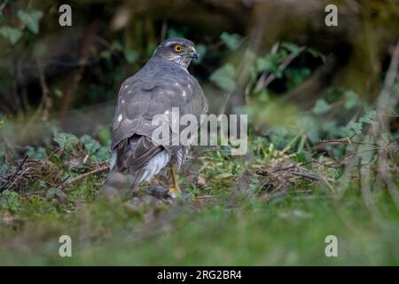 Femmina eurasiatica Sparrowhawk (Accipiter nisus) su una preda a Sterrebeek, Vlaams Brabant, Belgio. Foto Stock