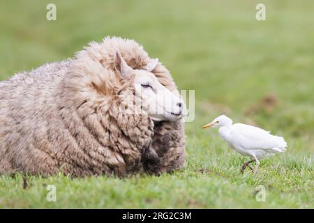 L'Egret di bovini (Bubulcus ibis) in inverno si prepara in un prato olandese accanto a una pecora domestica. Foto Stock