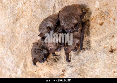 Gruppo di Geoffroy's Bat (Myotis emarginatus) ibernato in un crepaccio di una grotta nella Montagne Saint Pierre, Liegi, Belgio. Foto Stock