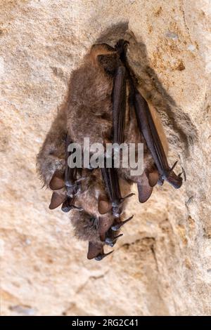 Gruppo di Geoffroy's Bat (Myotis emarginatus) ibernato in un crepaccio di una grotta nella Montagne Saint Pierre, Liegi, Belgio. Foto Stock