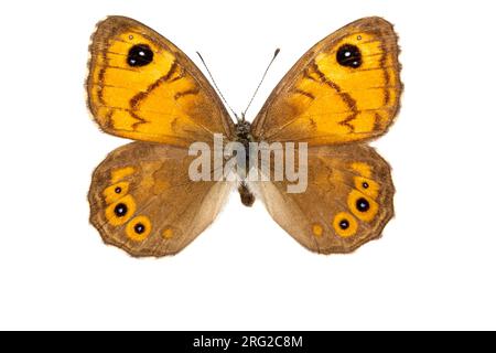 Large Wall Brown, Rotsvlinder; Lasiommata maera f adrasta Foto Stock