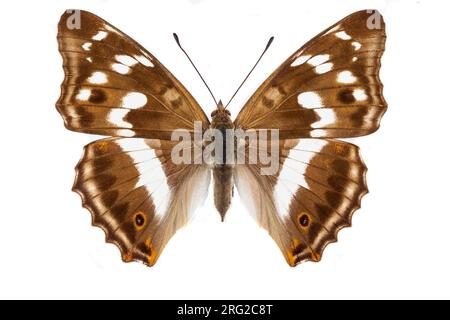 Purple Emperor, Grote weerschijnvlinder, Apatura Iris Foto Stock