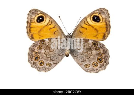 Large Wall Brown, Rotsvlinder; Lasiommata maera f adrasta Foto Stock