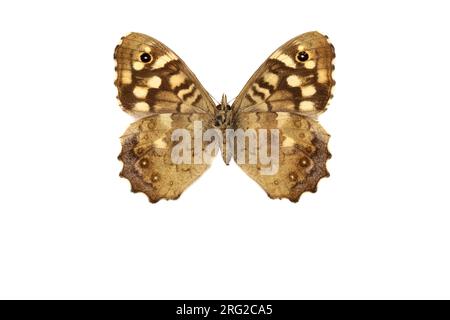 Speckled Wood, Bont zandoogje, Pararge aegeria Foto Stock