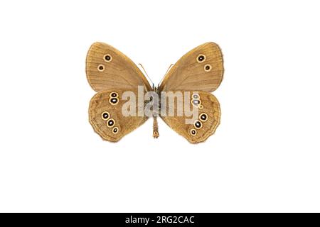 Ringlet, Koevinkje, Aphantopus hyperantus Foto Stock