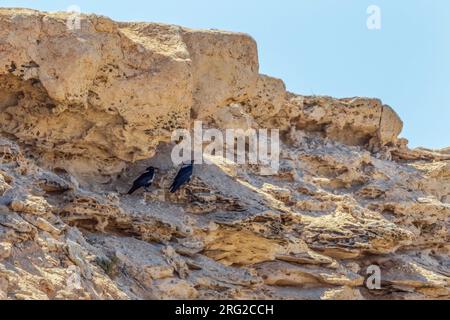 Corvo Pied (Corvus Albus) per adulti vicino al caffè Chtoukan, Sahara Occidentale. Foto Stock