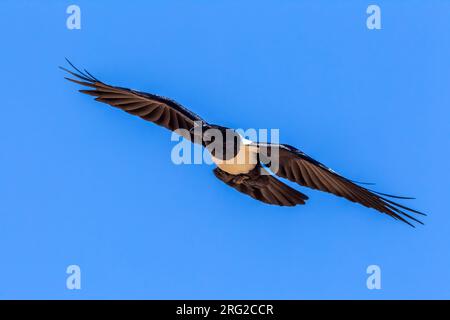 Corvo Pied (Corvus Albus) per adulti vicino al caffè Chtoukan, Sahara Occidentale. Foto Stock