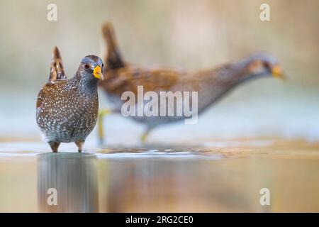 Coppia di falchi maculati (Porzana porzana) che si nutrono in uno stagno d'acqua dolce nell'Italia centrale. Raro vedere gli uccelli all'aperto. Foto Stock