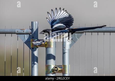 Maschio adulto Common Magpie (Pica pica pica) che vola da una recinzione a Josaphat, Bruxelles, Brabante, Belgio. Foto Stock