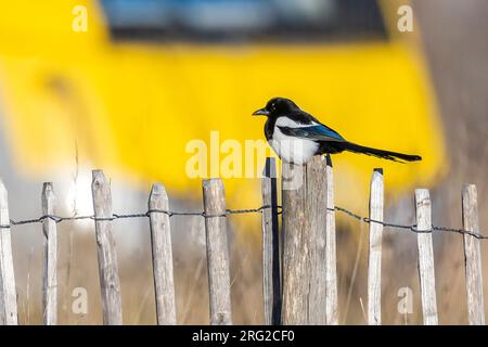 Maschio adulto Common Magpie (Pica pica pica) seduto su un posto a Josaphat, Bruxelles, Brabante, Belgio. Foto Stock