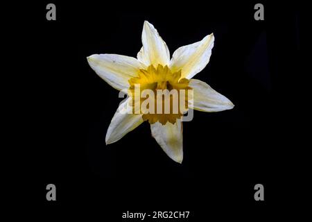 Daffodil, Narcissus pseudonarcissus subsp. pseudonarciso Foto Stock