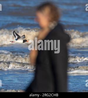 Eurasiatica Oystercatcher (Haematopus ostralegus) sulla spiaggia di Katwijk, Paesi Bassi. Volare di fronte al surf. Spaventata da una signora che cammina. Foto Stock